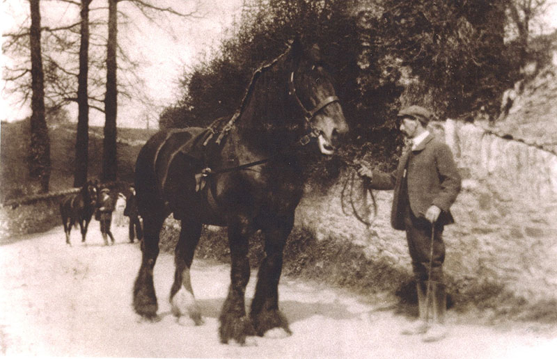 Manor Farm shire horse - early 20th Century, pre-WW1 - photographed at junction of Stoke Road with Kiln Lane